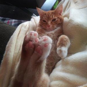 Meet your Posher, Kelly